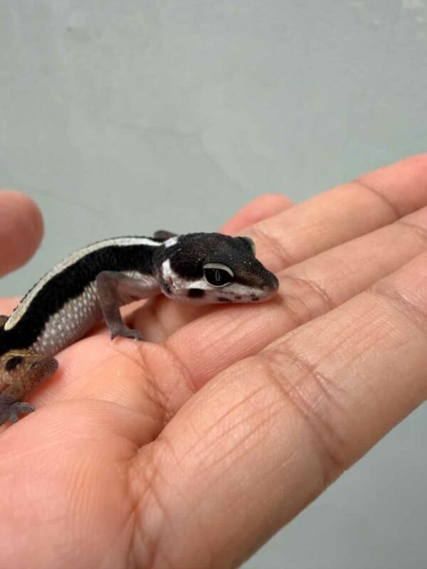 Bold Stripe poss Snow - incub Betina - R260759