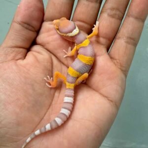 IMG_8776 bell lavender baby gecko
