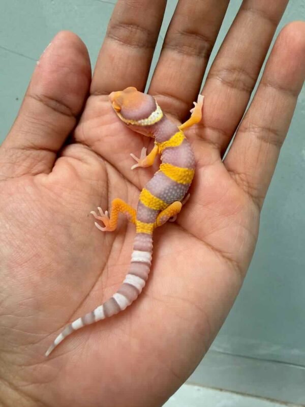 bell lavender baby gecko