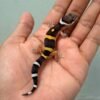 tangerine black night tsm leopard gecko baby