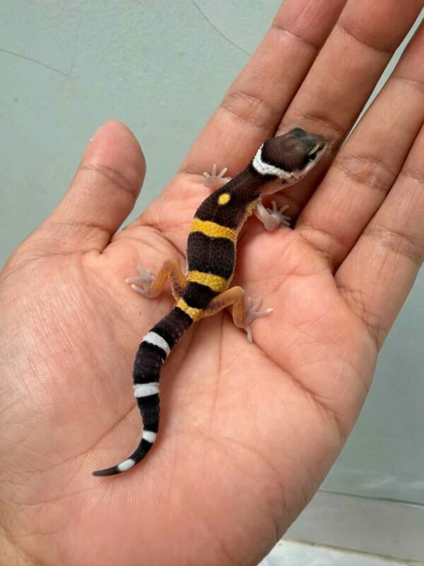 tangerine black night tsm leopard gecko baby