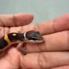 Tangerine Black Night ph Tremper - incub Jantan - R260753