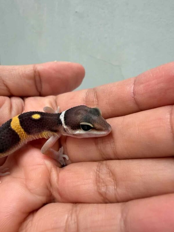 Tangerine Black Night ph Tremper - incub Jantan - R260753