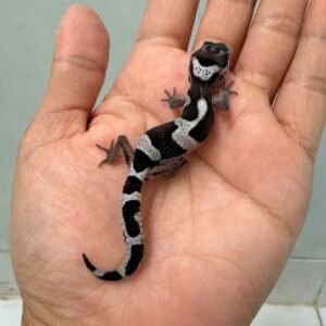 IMG_8783 mack snow black night het blizzard eclipse baby gecko