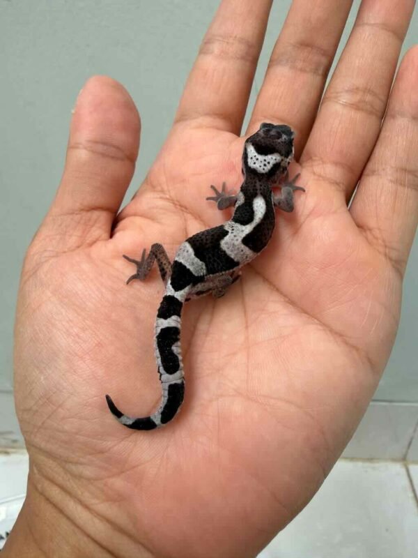mack snow black night het blizzard eclipse baby gecko