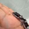 Mack Snow Black Night het Blizzard Eclipse - incub Betina - R260726 - RARE GENETICS