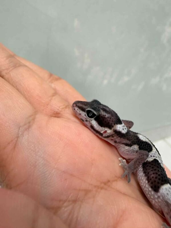 Mack Snow Black Night het Blizzard Eclipse - incub Betina - R260726 - RARE GENETICS