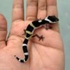 black night leopard gecko baby