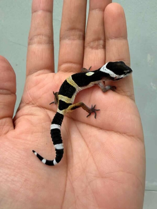 black night leopard gecko baby