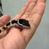 Black Night het Tremper - incub Betina - R260729