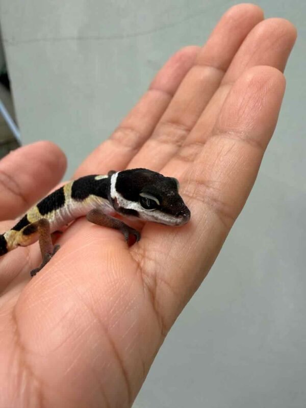 Black Night het Tremper - incub Betina - R260729