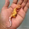 white & yellow hypo snow bell albino leopard gecko baby