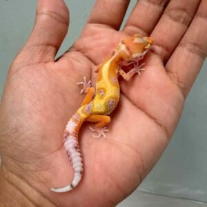 white & yellow hypo snow bell albino leopard gecko baby