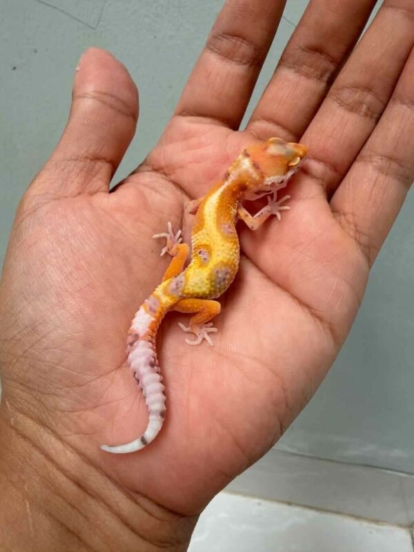white & yellow hypo snow bell albino leopard gecko baby