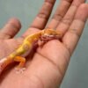 White & Yellow Hypo Snow Bell - Betina - R260459 - RARE