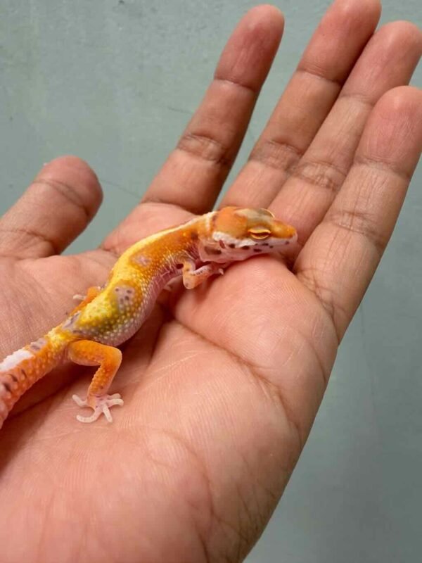 White & Yellow Hypo Snow Bell - Betina - R260459 - RARE