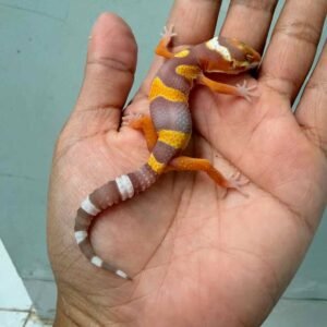 tremper lavender baby gecko
