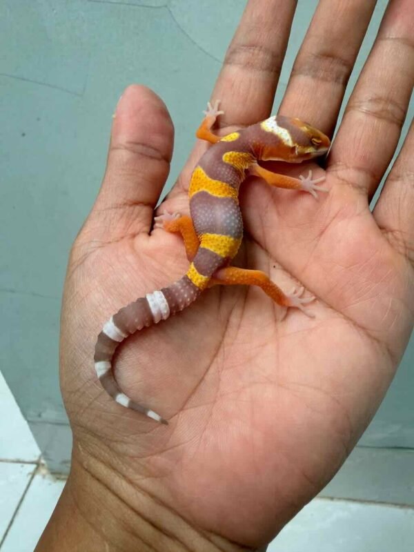 tremper lavender baby gecko
