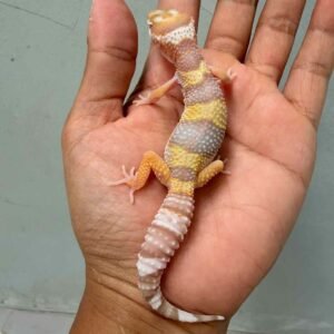 tremper albino angramainyu cross leopard gecko
