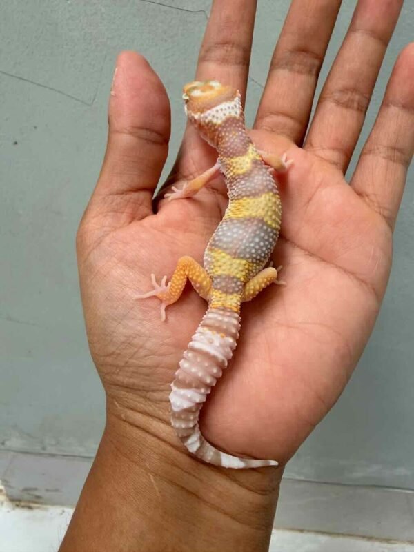 tremper albino angramainyu cross leopard gecko
