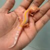 bell lavender stripe baby gecko