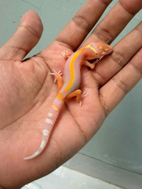 bell lavender stripe baby gecko
