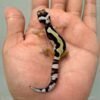 bold jungle bandit line baby gecko