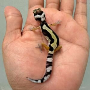 bold jungle bandit line baby gecko