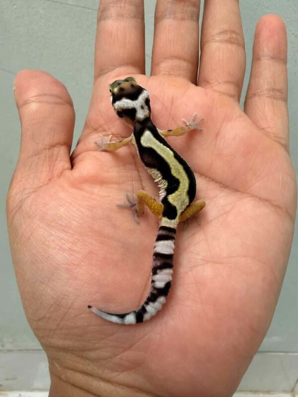 bold jungle bandit line baby gecko