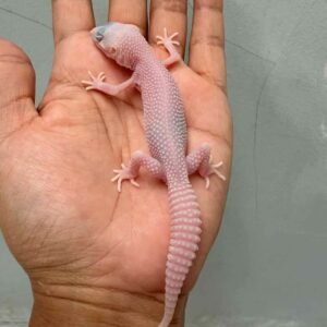 poss super diablo blanco leopard gecko baby