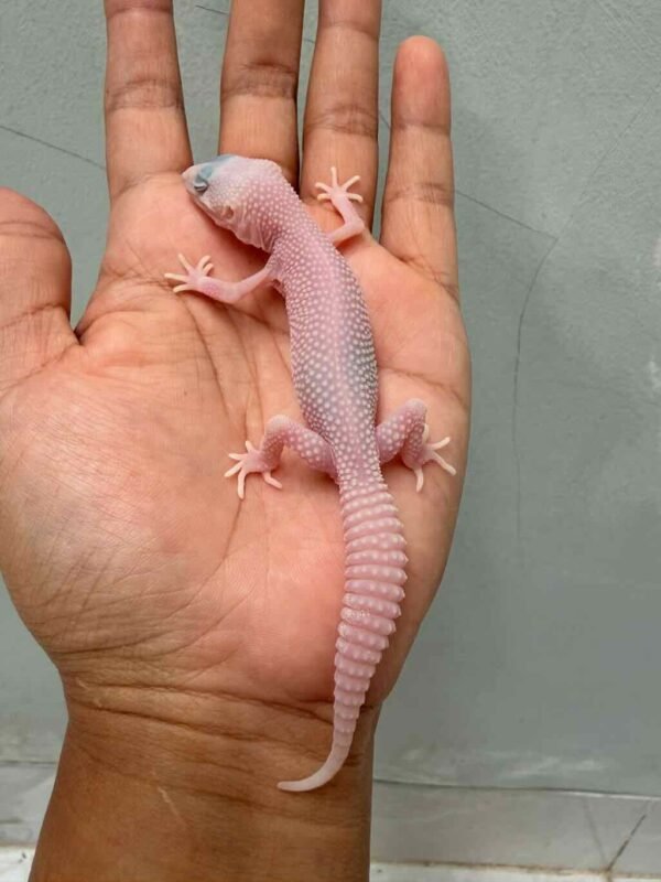 poss super diablo blanco leopard gecko baby