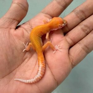 aptor ct leopard gecko baby