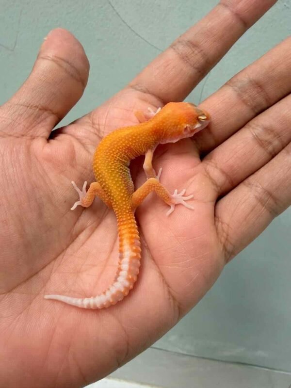aptor ct leopard gecko baby