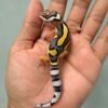 tangerine bold jungle contest quality