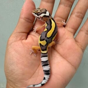 tangerine bold jungle contest quality