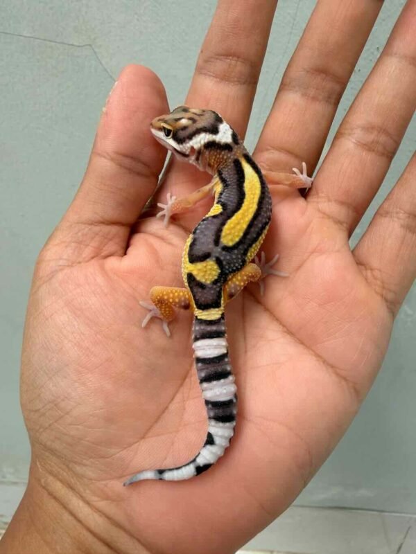 tangerine bold jungle contest quality