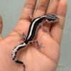 mack snow bold stripe gecko contest quality