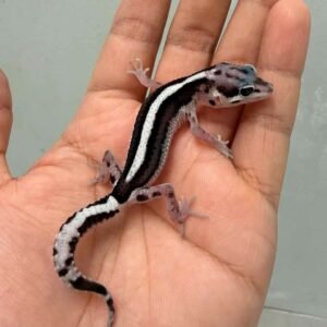 mack snow bold stripe gecko contest quality