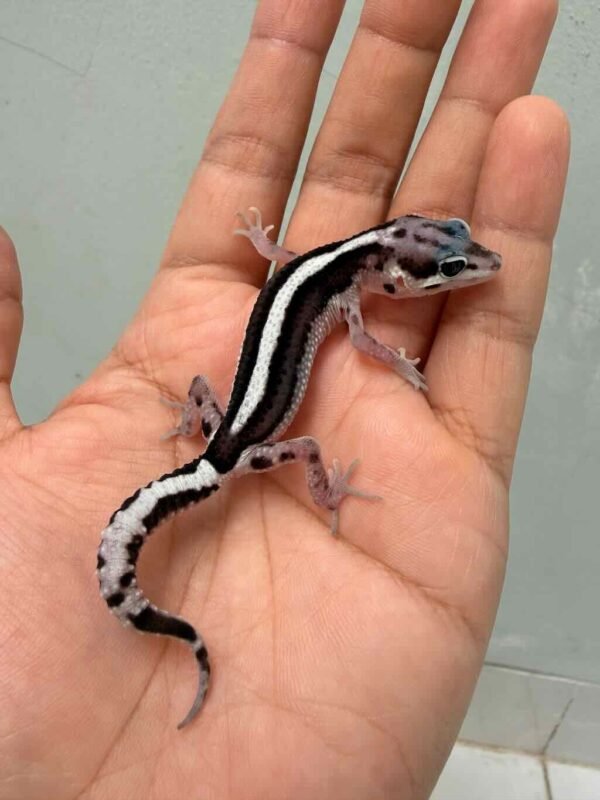 mack snow bold stripe gecko contest quality