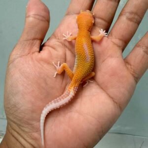aptor poss super giant leopard gecko baby