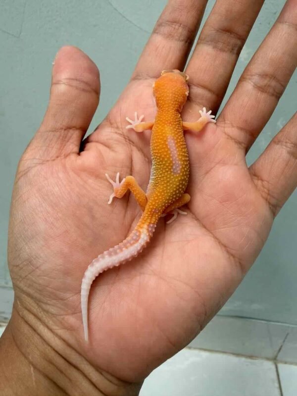 aptor poss super giant leopard gecko baby