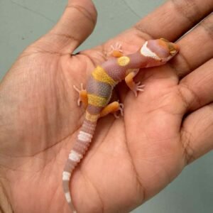 tremper poss white & yellow poss giant baby
