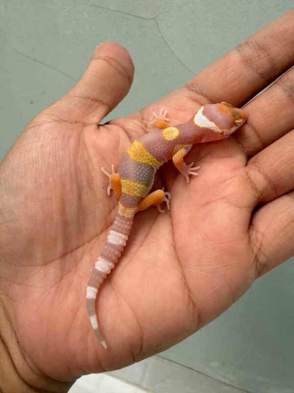 tremper poss white & yellow poss giant baby
