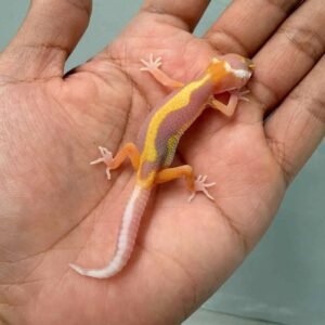 tangerine tremper bold stripe gecko baby murah