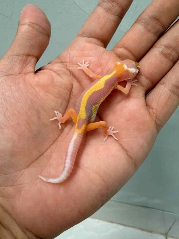 tangerine tremper bold stripe gecko baby murah