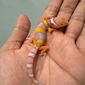 bell lavender tsf gecko baby