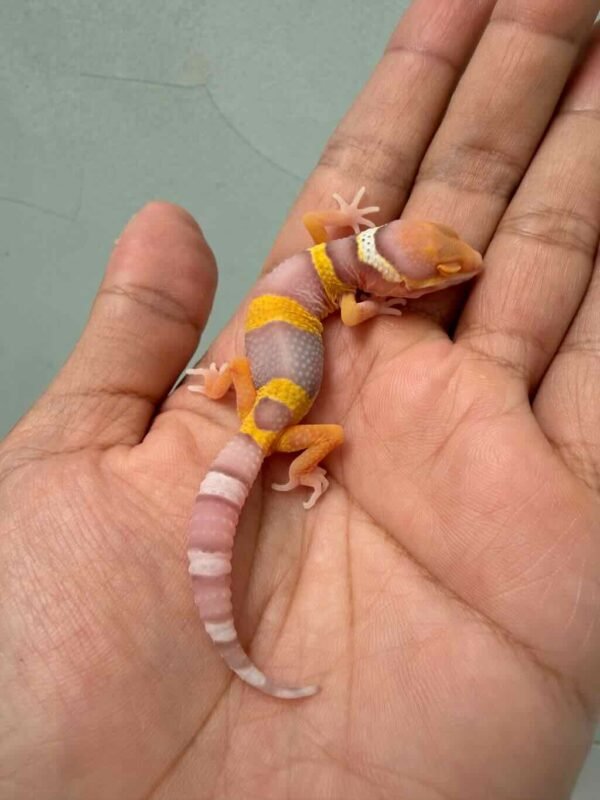 bell lavender tsf gecko baby