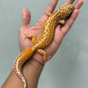 Bell Stripe CT betina female adult