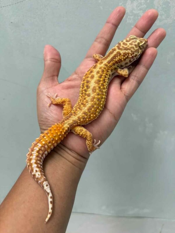 Bell Stripe CT betina female adult