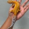 patty stripe het raptor gecko betina adult